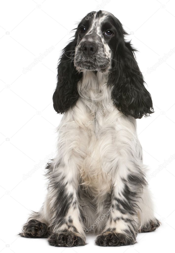 English Cocker Spaniel, 2 years old, sitting in front of white background