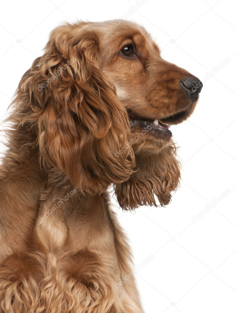 English Cocker Spaniel, 2 years old, sitting in front of white background