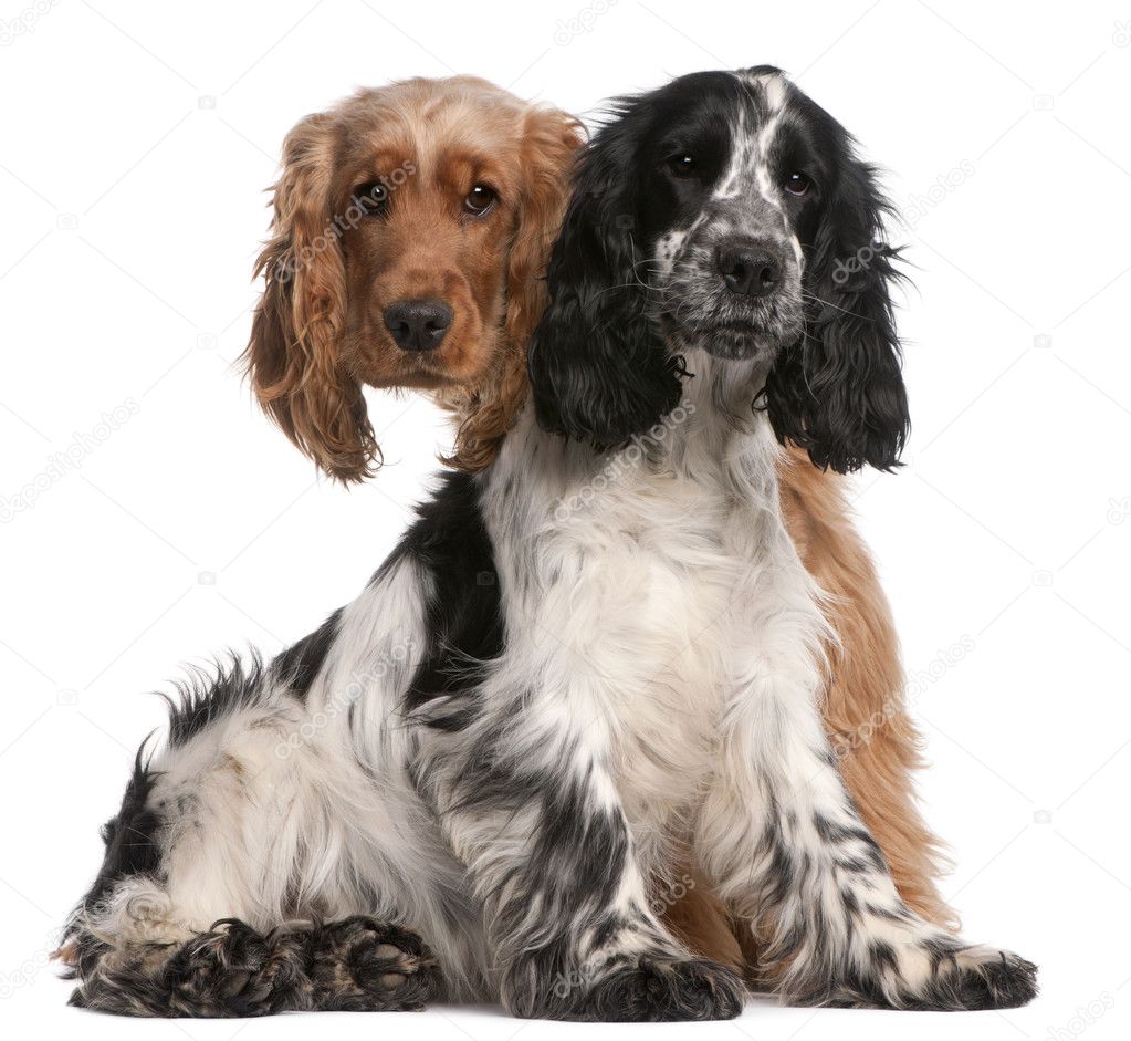 Two English Cocker Spaniels, 2 years old, in front of white background