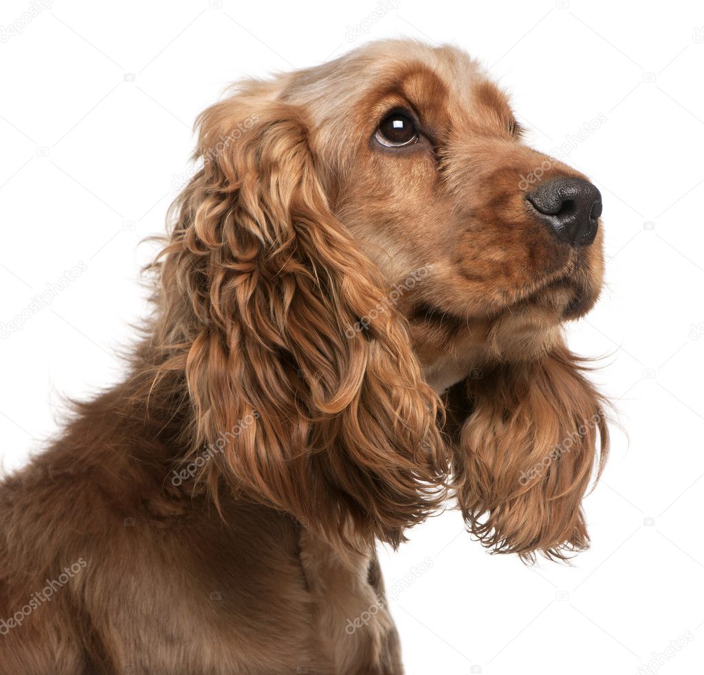 English Cocker Spaniel, 2 years old, in front of white background