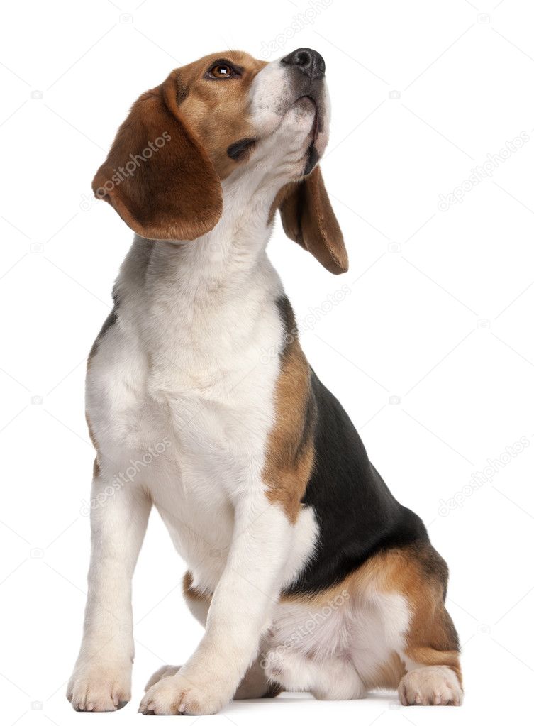 Beagle, 1 year old, sitting and looking up in front of white background