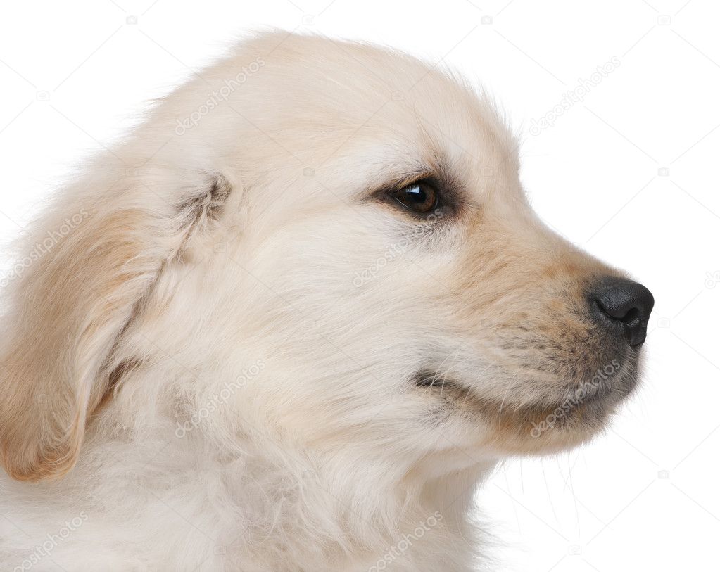 Close-up of Golden Retriever puppy, 20 weeks old, in front of white background