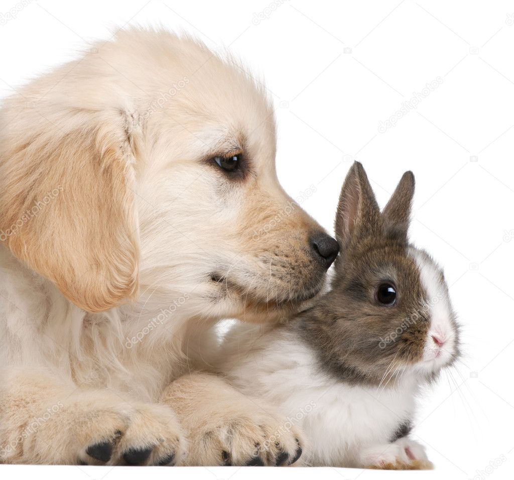 Close-up of Golden Retriever puppy, 20 weeks old, and a rabbit in front of white background