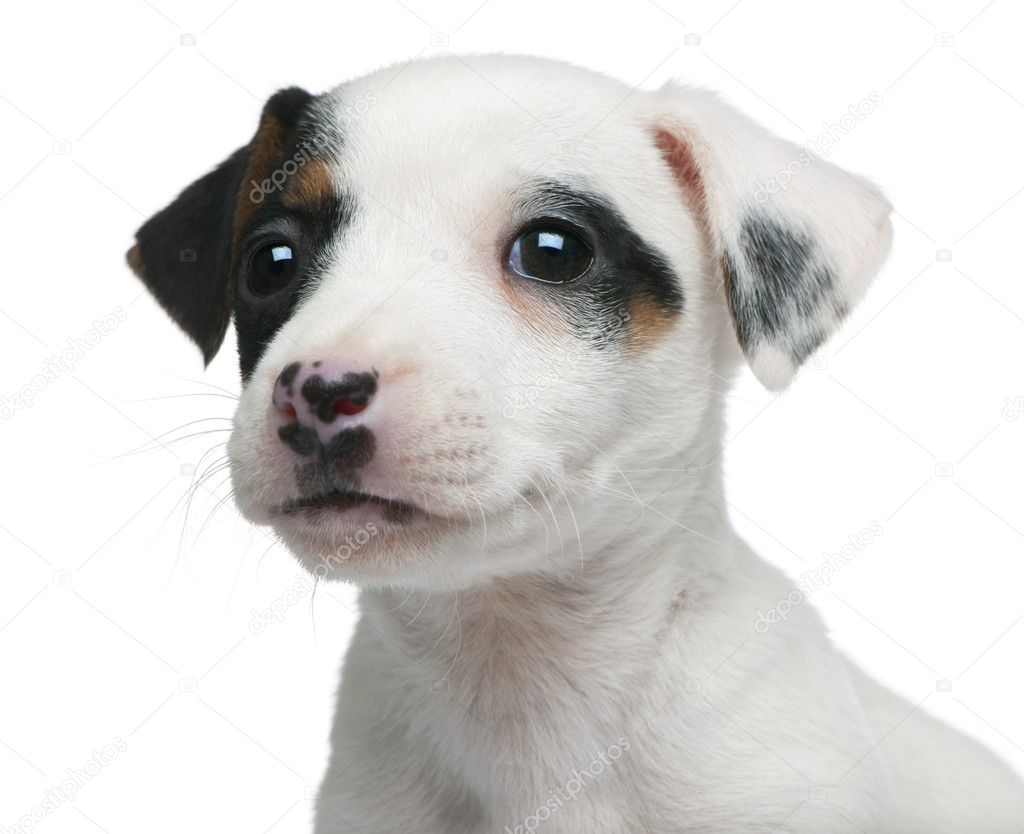Close-up of Jack Russell Terrier puppy, 7 weeks old, in front of white background