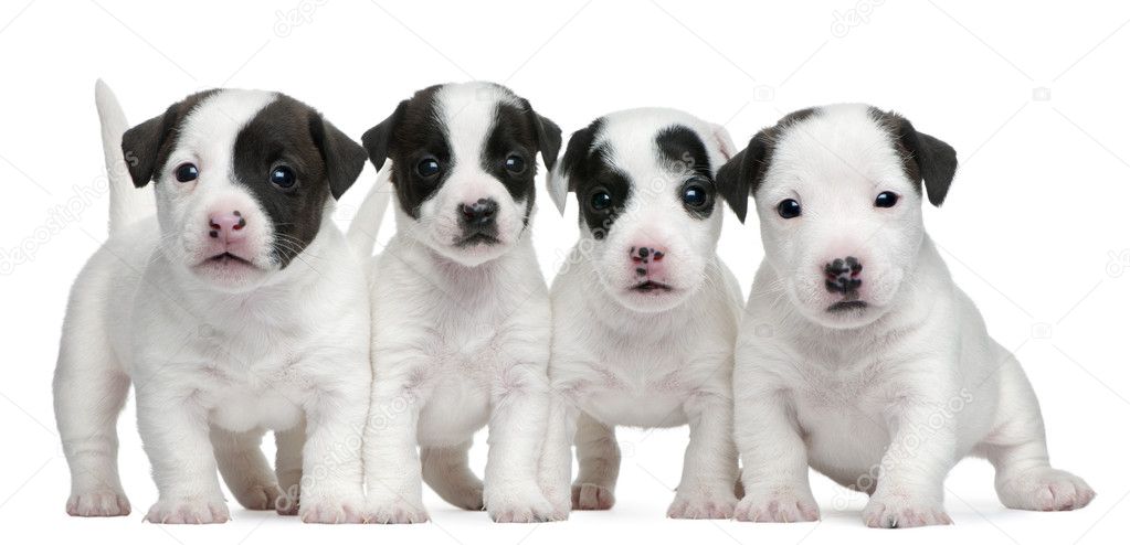 Jack Russell Terrier puppies, 5 weeks old, in front of white background