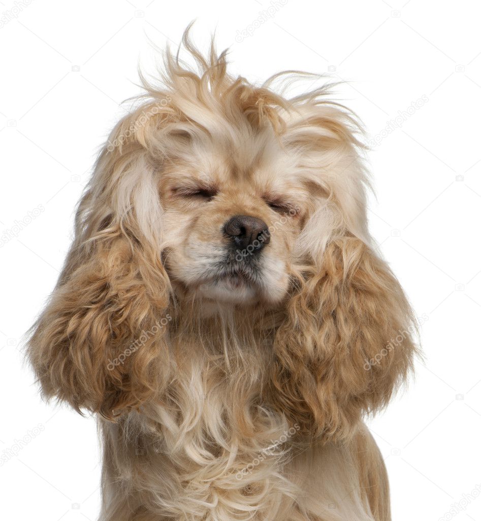 American Cocker Spaniel, 3 years old, with eyes closed in front of white background