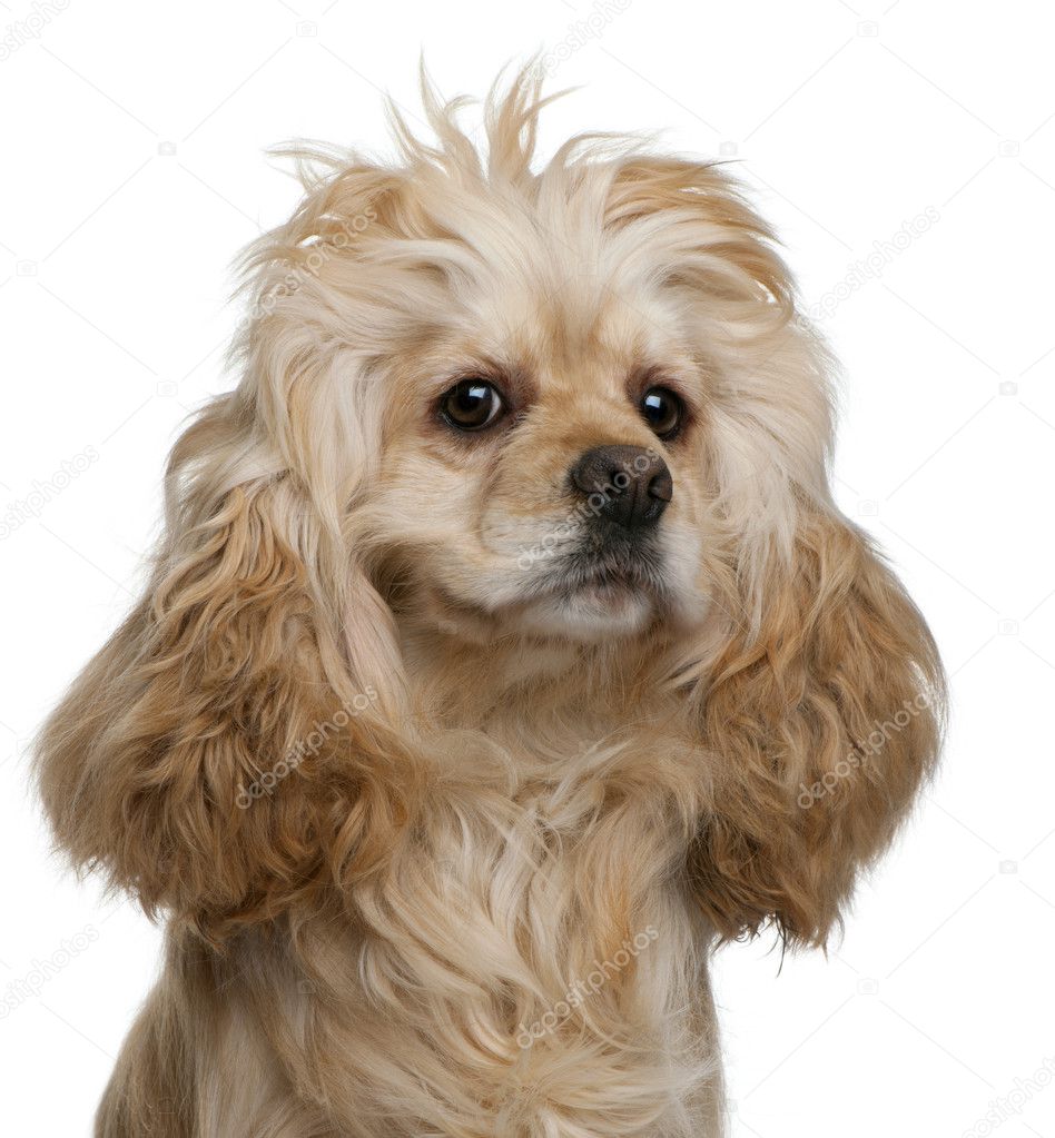 American Cocker Spaniel, 3 years old, in front of white background