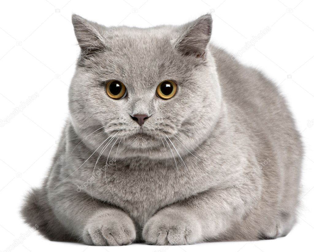 British Shorthair cat, 8 months old, in front of white backgroun