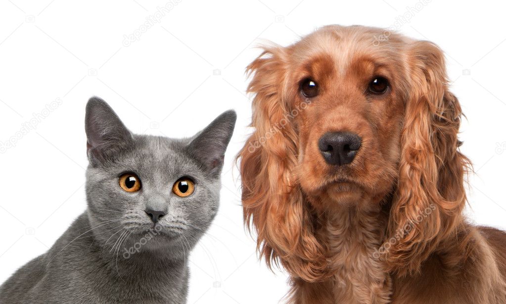Chartreux cat, 5 months old, and a English Cocker Spaniel, 2 years old, in front of white background