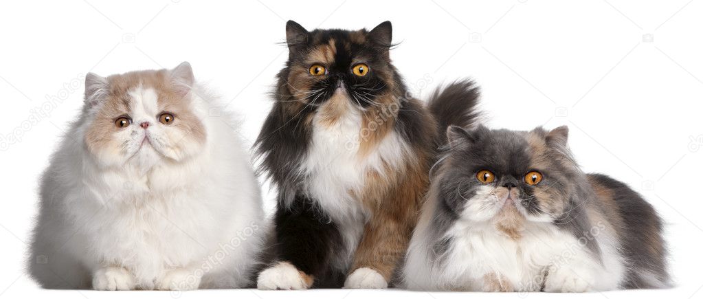 Persian cats in front of white background