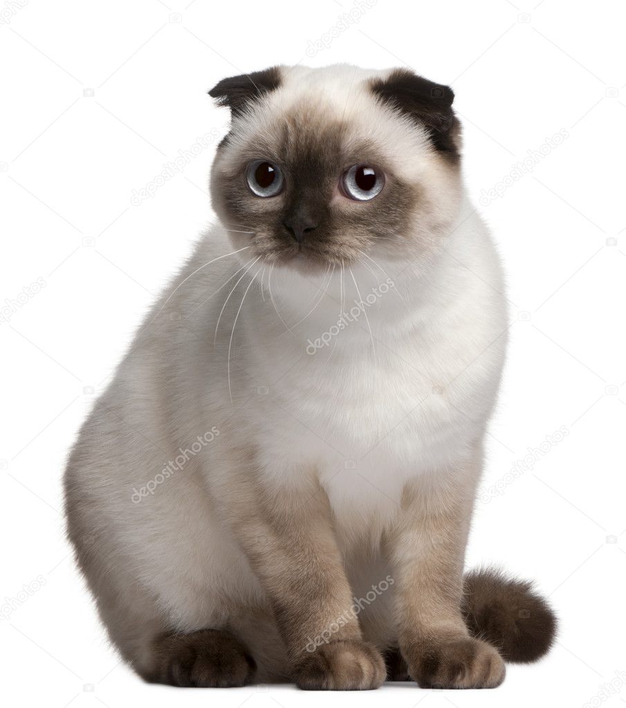 Scottish Fold cat, 11 months old, in front of white background