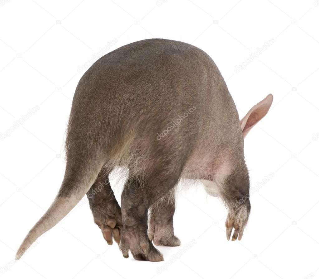 Aardvark, Orycteropus, 16 years old, in front of white background