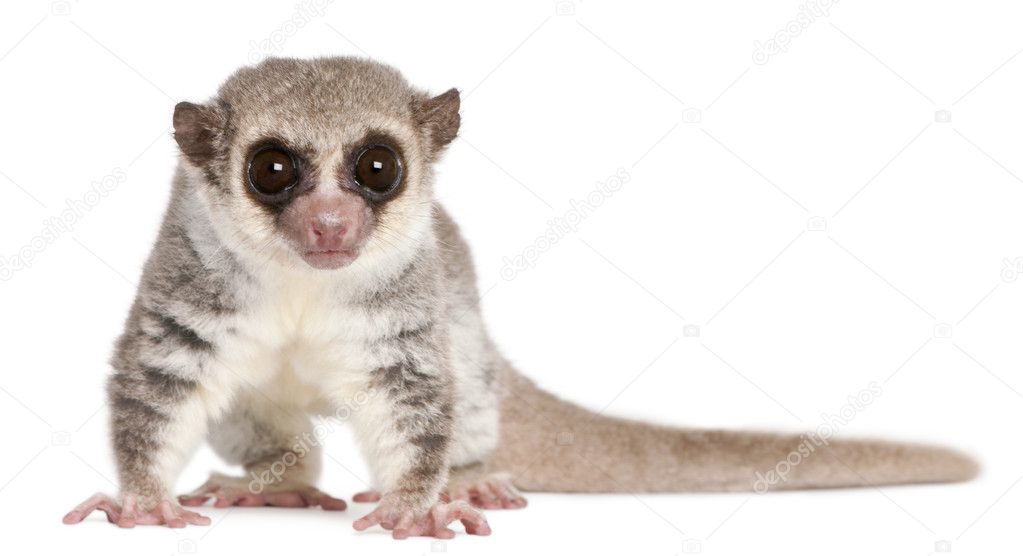 Fat-tailed Dwarf Lemur, Cheirogaleus medius, 11 years old, in front of white background