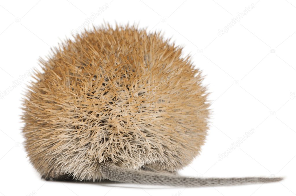 Golden Spiny Mouse, Acomys russatus, 1 year old, in front of white background
