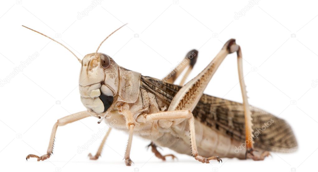 Migratory locust, Locusta migratoria, in front of white background