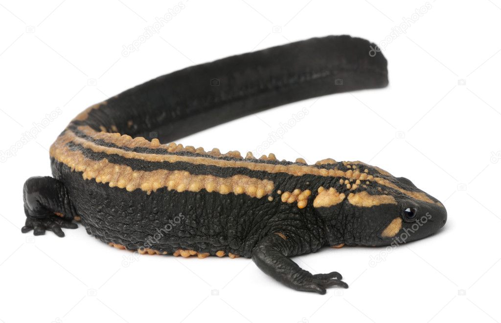 Laos Warty Newt, Paramesotriton laoensis, in front of white background