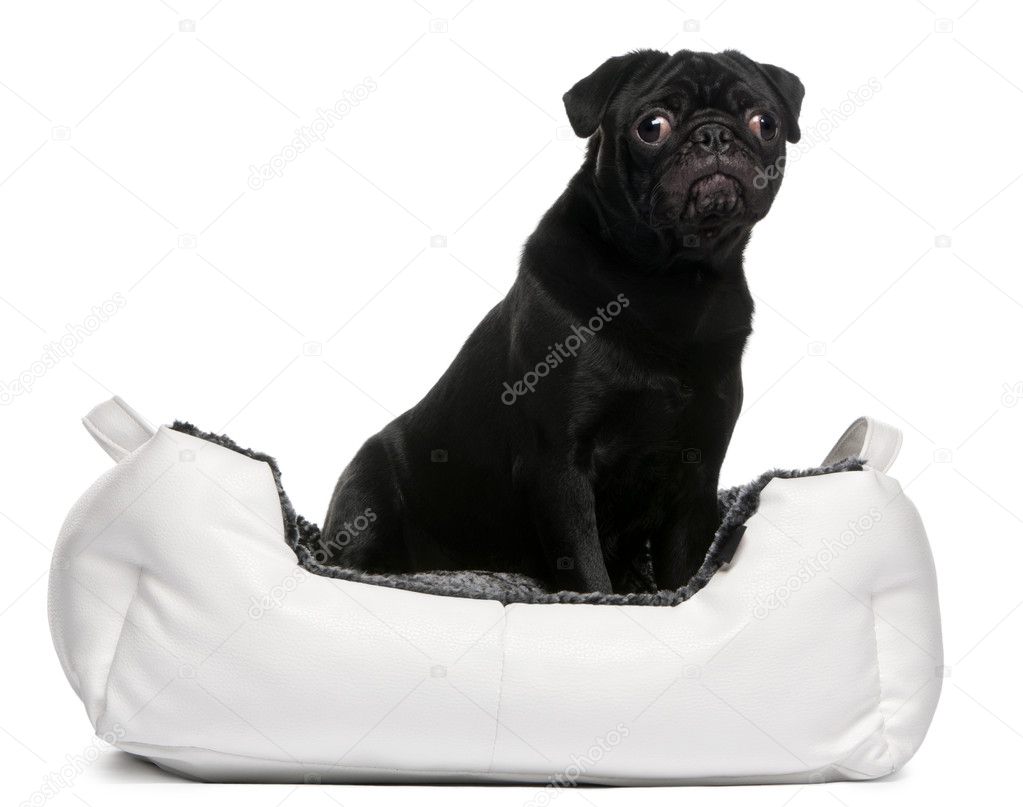 Black pug sitting in dog bed in front of white background