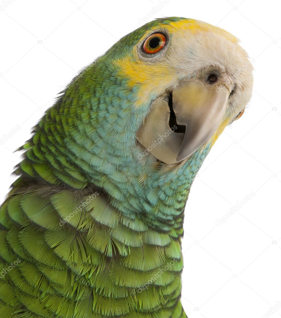 Close-up of Yellow-shouldered Amazon, Amazona barbadensis, in front of white background