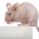 Hairless House mouse, Mus musculus, months old, sitting on box
