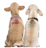 Two Chihuahuas with Playboy bunny on backs, 2 years old and 11 months old, sitting in front of white background