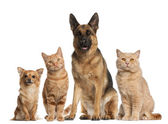 Gruppe von Hunden und Katzen vor weißem Hintergrund