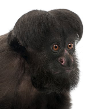 Close-up of Black Bearded Saki, Chiropotes satanas, 6 years old, in front of white background clipart