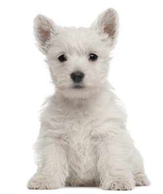 Batı highland terrier yavrusu, beyaz arka plan 7 haftalık