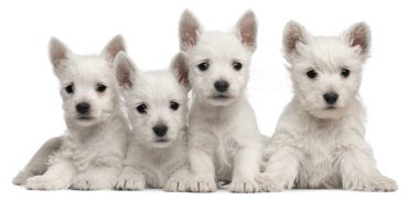 Four West Highland Terrier puppies, 7 weeks old, in front of white background clipart