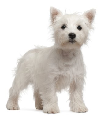 West Highland Terrier puppy, 7 weeks old, in front of white background clipart