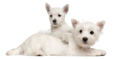 iki Batı highland terrier yavruları, 4 aylık ve beyaz arka plan 7 haftalık