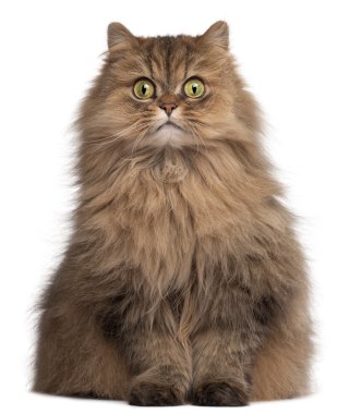 Persian cat, 6 years old, in front of white background
