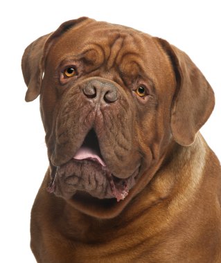 dogue de Bordeaux, 20 ay yaşlı, beyaz arka plan yakın çekim