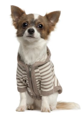 Chihuahua wearing striped jacket, 11 months old, sitting in front of white background