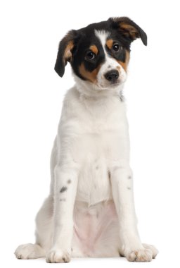 karışık-breed köpek yavrusu, 2 ve buçuk ay yaşlı, beyaz arka plan duran