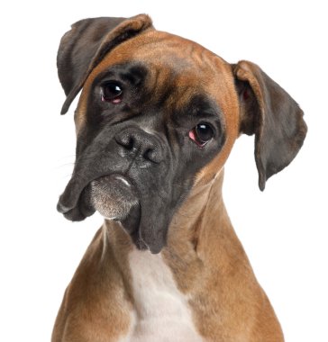 Close-up of Boxer, 12 months old, in front of white background clipart