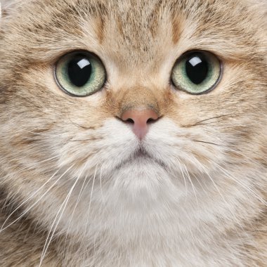 Close-up of British Shorthair cat, 2 years old clipart