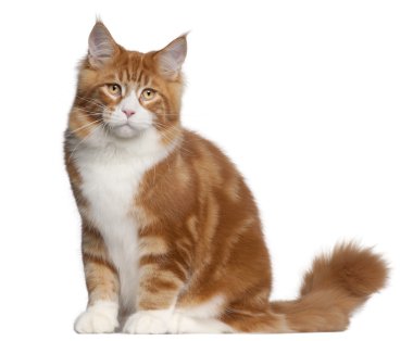 Maine Coon cat, 6 months old, sitting in front of white background