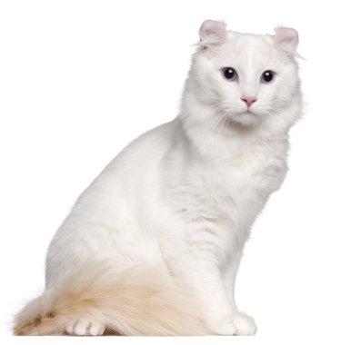 American Curl cat, 1 and a half years old, sitting in front of white background clipart