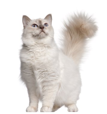 Birman cat, 11 months old, standing in front of white background clipart