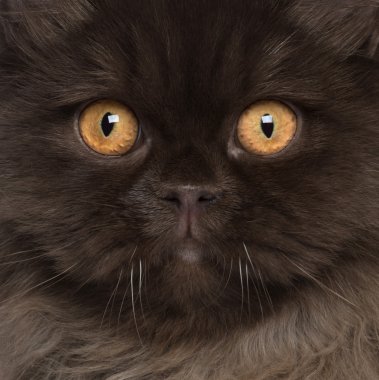 Close-up of British Longhair cat, 6 months old clipart