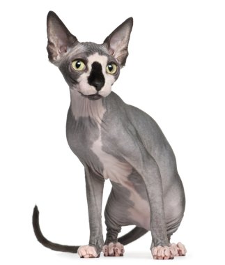 Sphynx kedi, 8 ay yaşlı, önünde oturan arka plan beyaz.