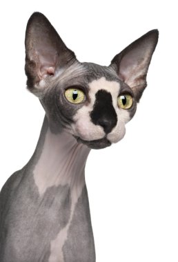 Close-up of Sphynx cat, 8 months old, in front of white background clipart