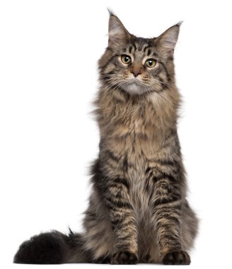 Maine Coon cat, 7 months old, sitting in front of white background clipart