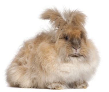 English Angora rabbit in front of white background clipart