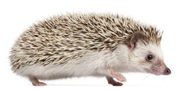Four-toed Hedgehog, Atelerix albiventris, 6 months old, in front of white background clipart