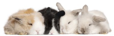 Four English Angora rabbits in front of white background clipart