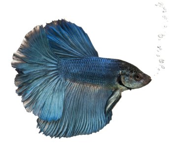 Blue Siamese fighting fish, Betta Splendens, swimming in front of white background clipart