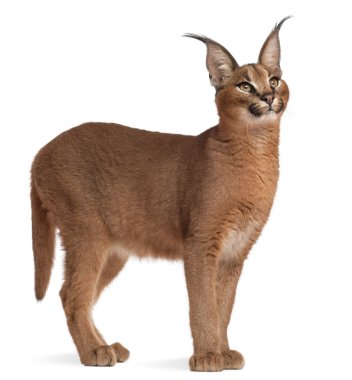 caracal caracal caracal, 6 ay yaşlı, beyaz arka plan yakın çekim