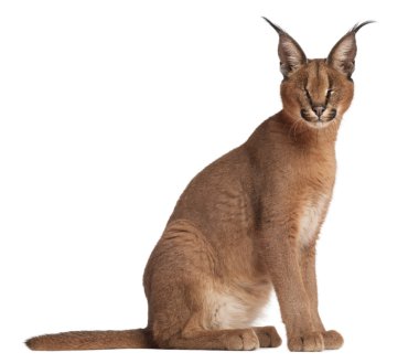 caracal caracal caracal, 6 ay yaşlı, beyaz arka plan yakın çekim