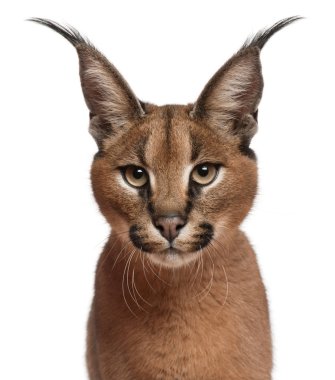 caracal caracal caracal, 6 ay yaşlı, beyaz arka plan yakın çekim